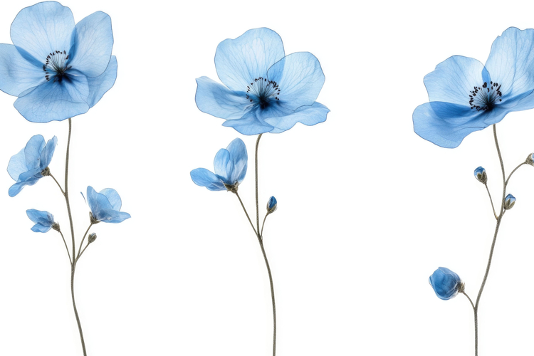 Blue Flower Background