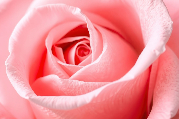 Rose Background Image 18