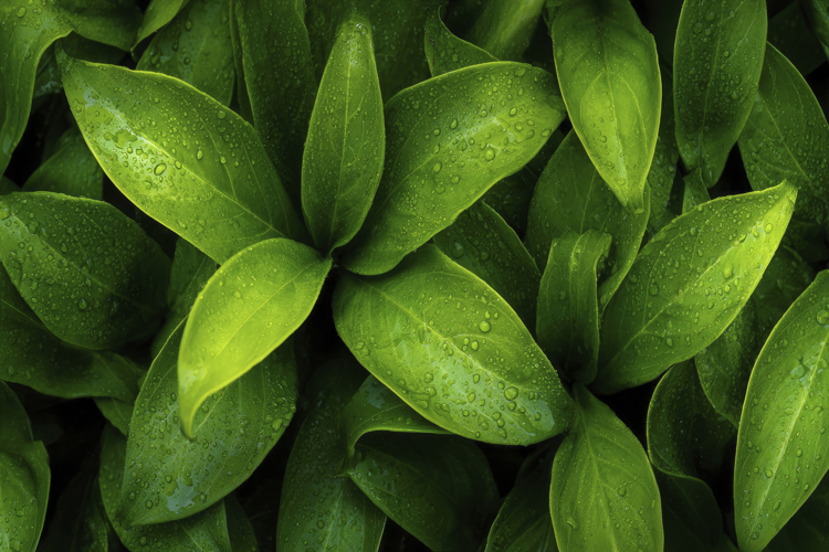 Green Texture Background Image 23