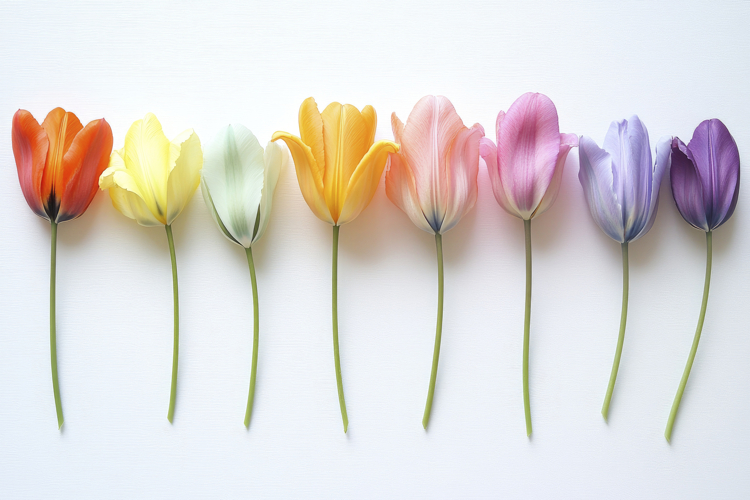 Wallpaper White Background Image 15