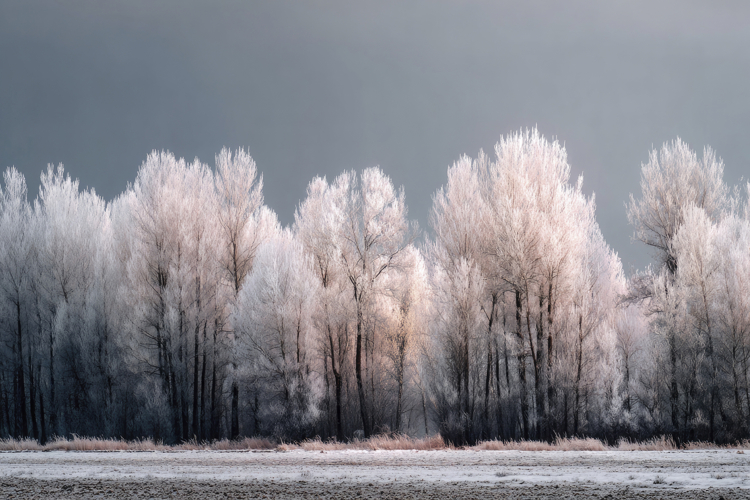 Snowy Winter Landscape Background