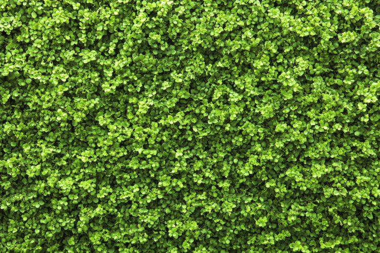 Dense Foliage Background Wallpaper