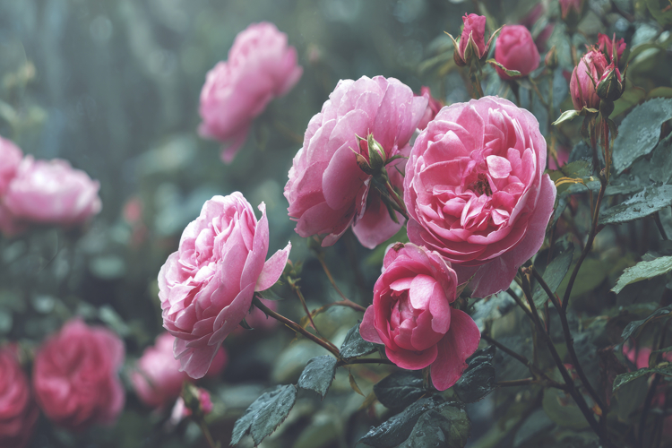 Craft Clipart Image 21