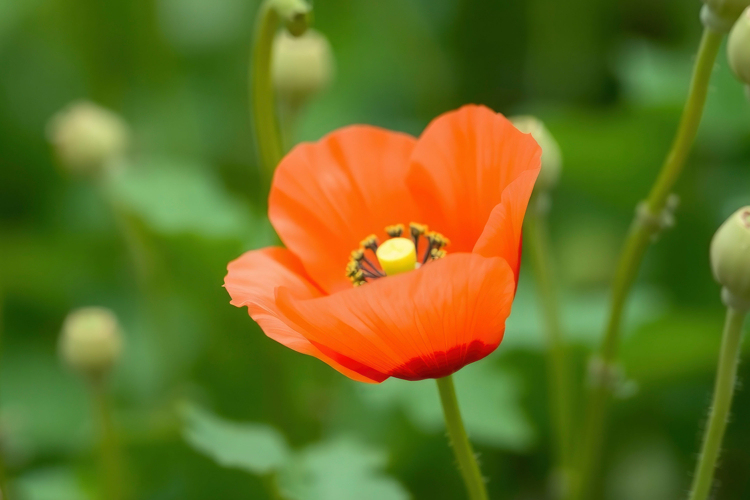 Flower Texture Image 19