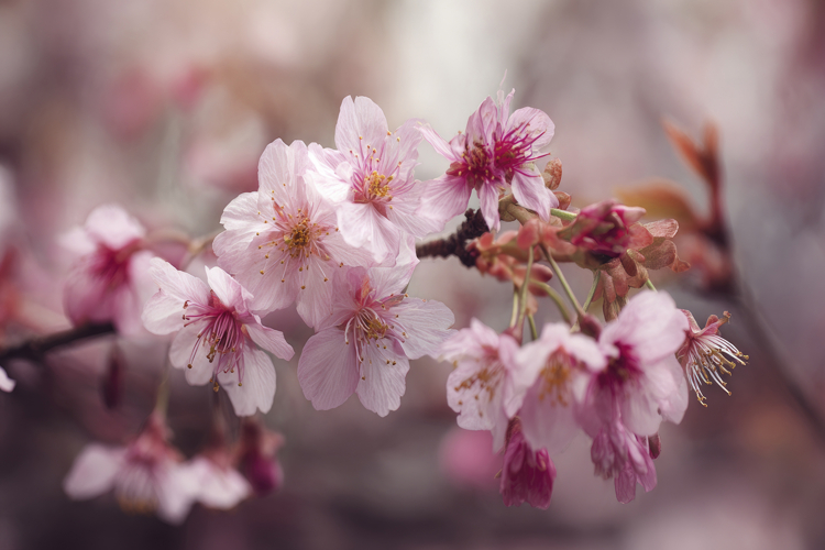 Cherry Background Image 13