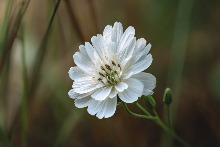 Gravel Ghost Background Wallpaper