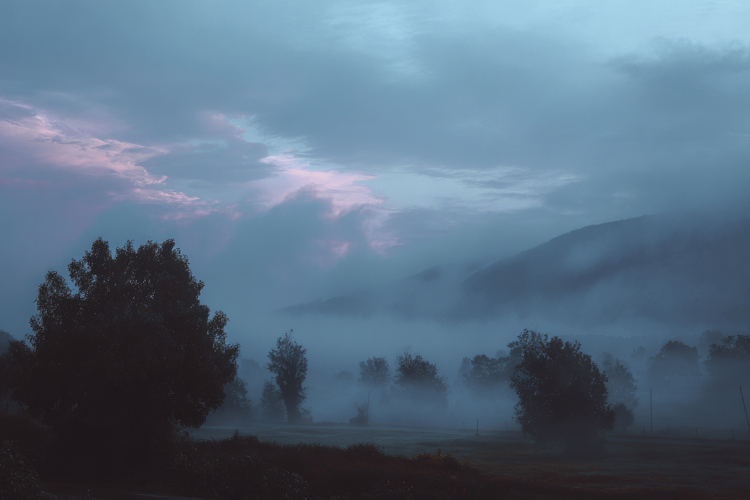 Misty Morning in a Forest Background
