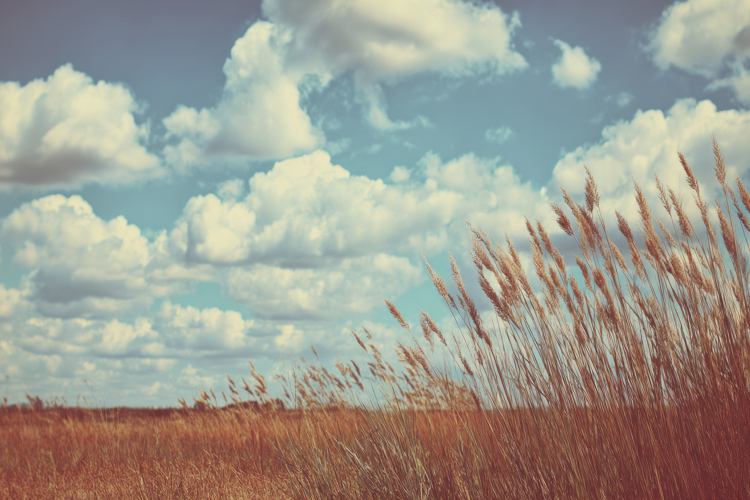 Wheat Field Background Wallpaper example image 1