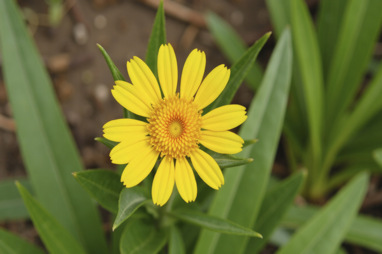 Yellow Background Image 17