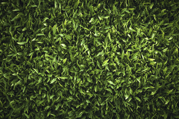 Grass Background Image 21