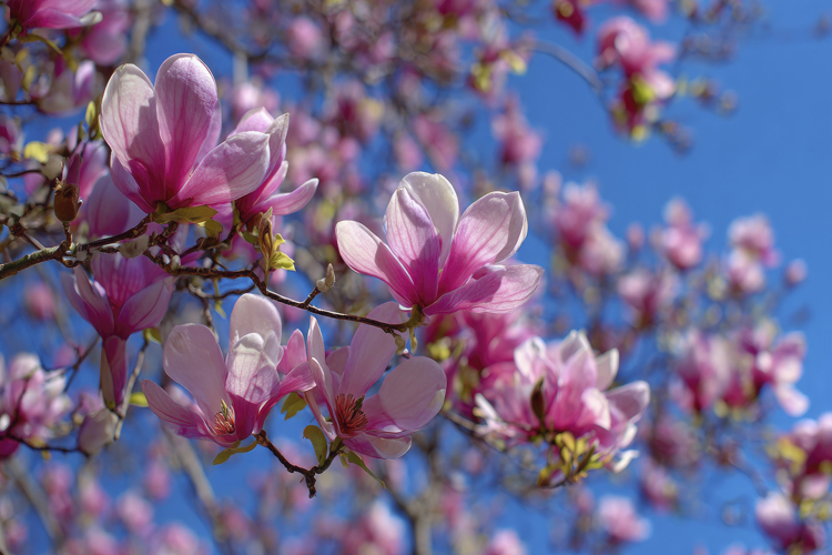 Flowers Texture Image 17