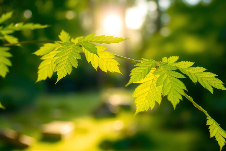 Leaf Of Maple Tree Background