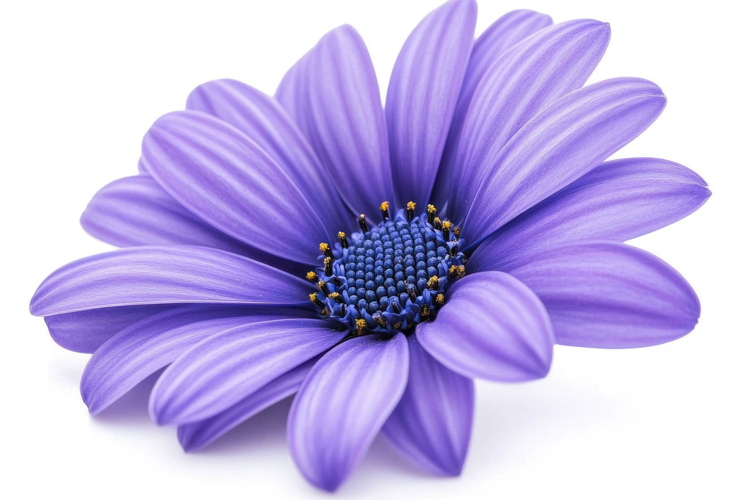 Purple Daisy Flower Background