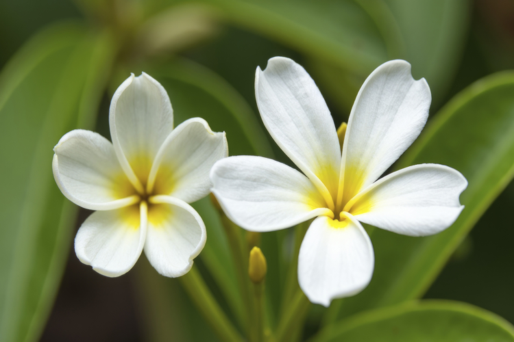 Plumeria Flowers Background Wallpaper