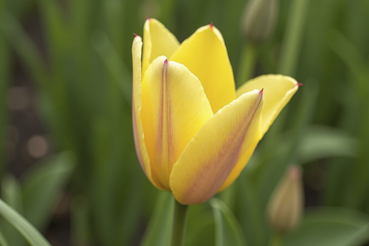 Flower Texture Image 13