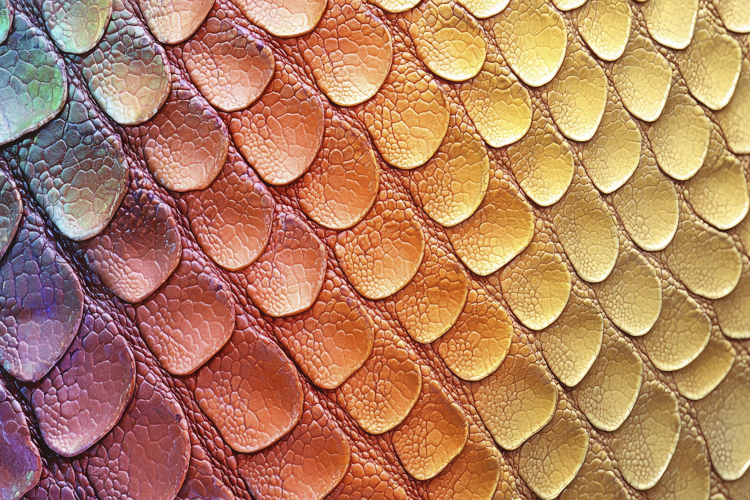 Animal Texture