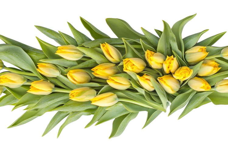 Yellow Background Image 12