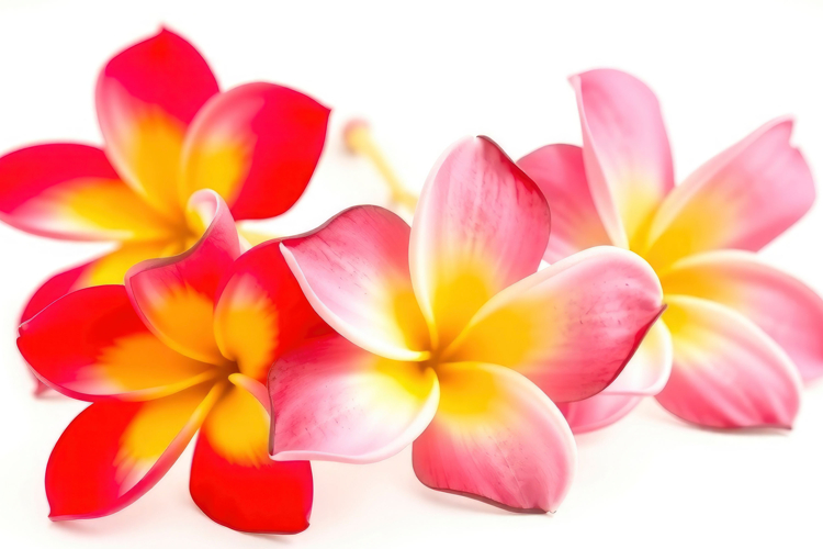 Plumeria Clipart Image 4