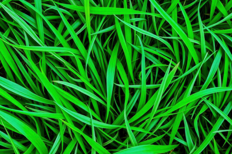 Grass Background Image 13