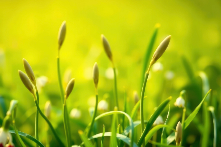 Grass Background Image 16
