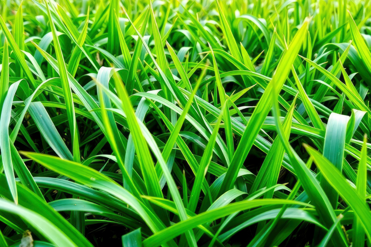 Grass Background Image 12