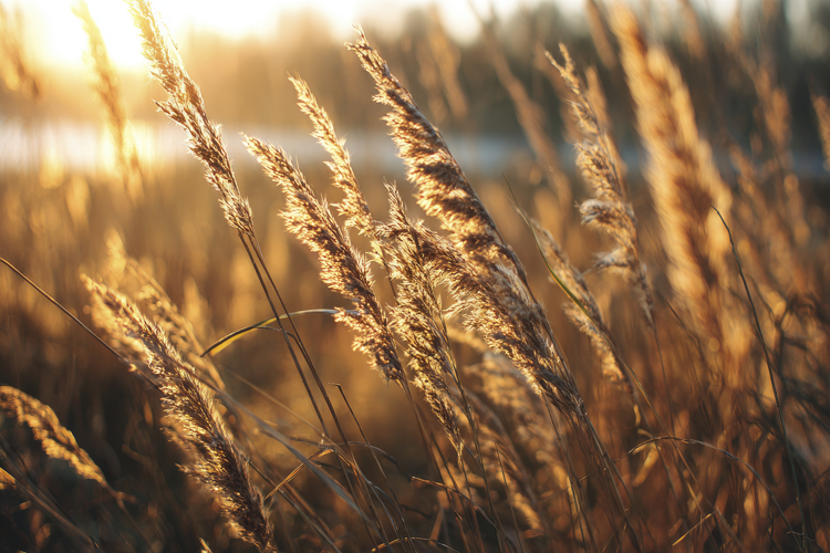 Dry Grasses Background Wallpaper