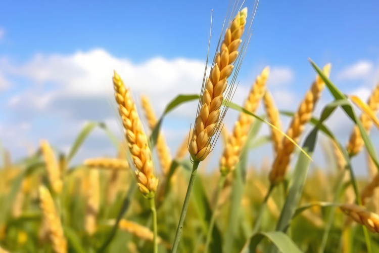 Wheat Clipart Image 15