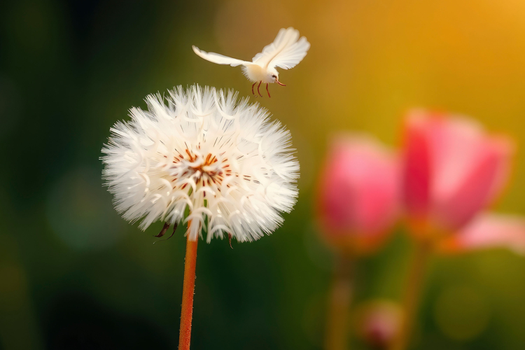 Dandelion Clipart Image 10