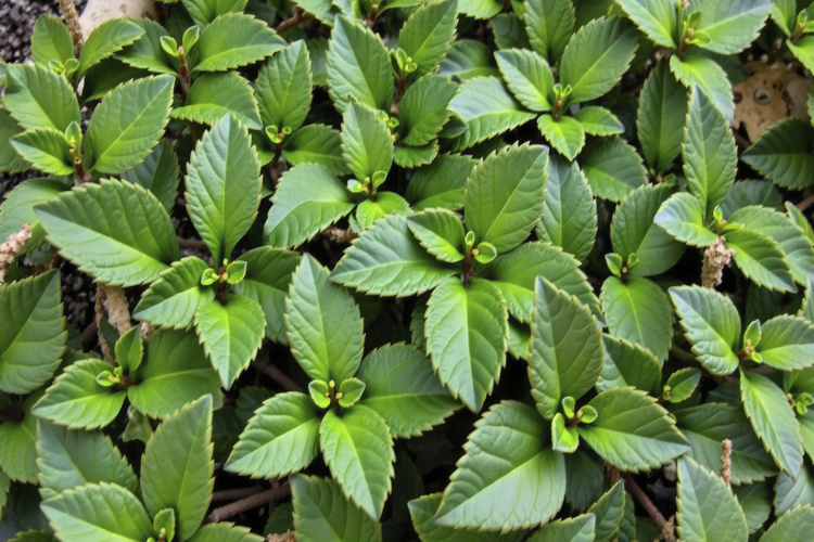 Leaves Background Image 23
