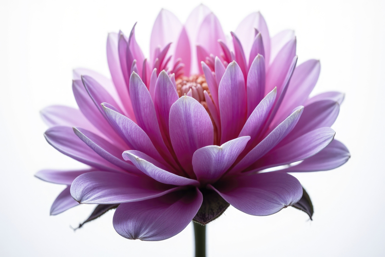 Flower Texture Image 8