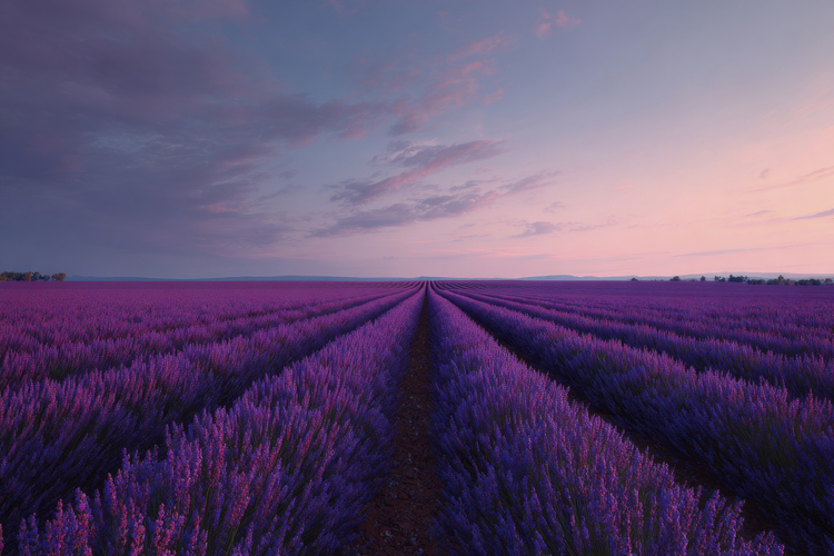 Lavender Background Image 19