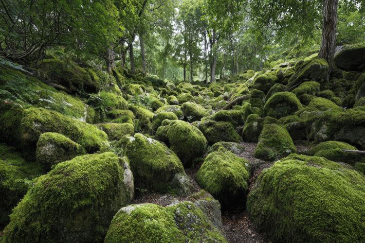 Forest Wallpaper Image 14