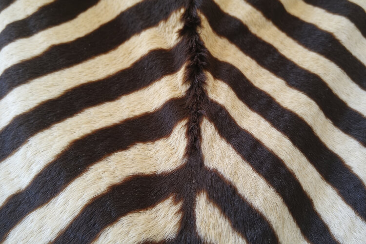 Zebra Print Background Wallpaper example image 1