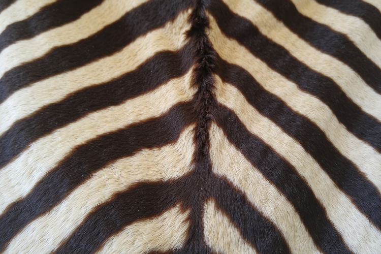 Zebra Print Background Wallpaper