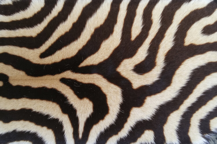 Zebra Rug Print Background Wallpaper example image 1