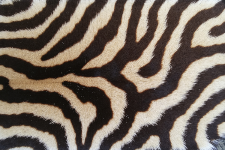 Zebra Rug Print Background Wallpaper