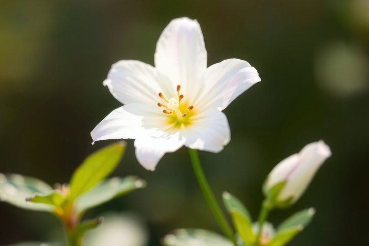 White Texture Image 15