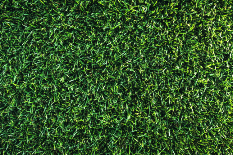 Grass Texture Image 22