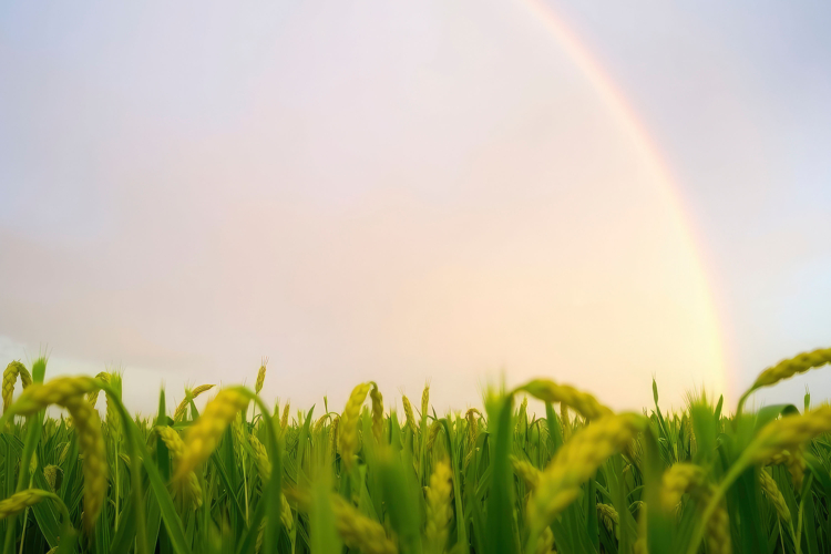 Green Texture Background Image 3