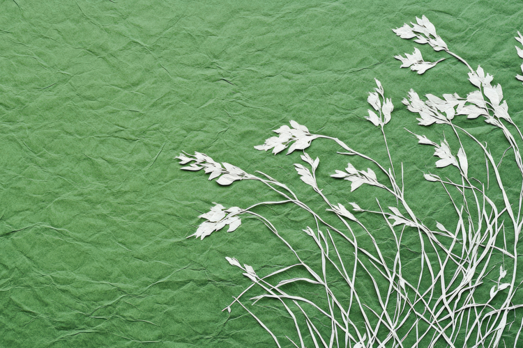 Wild Grass with Green Background Wallpaper