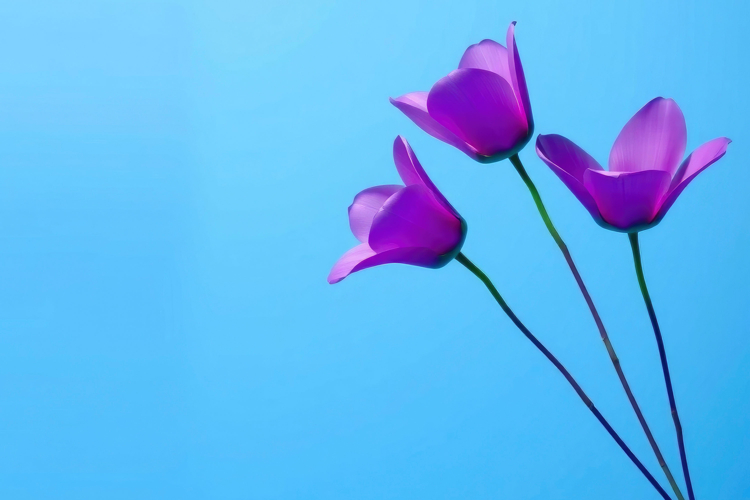 Purple Background Image 23