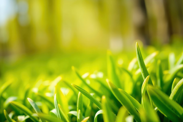 Grass Background Image 15