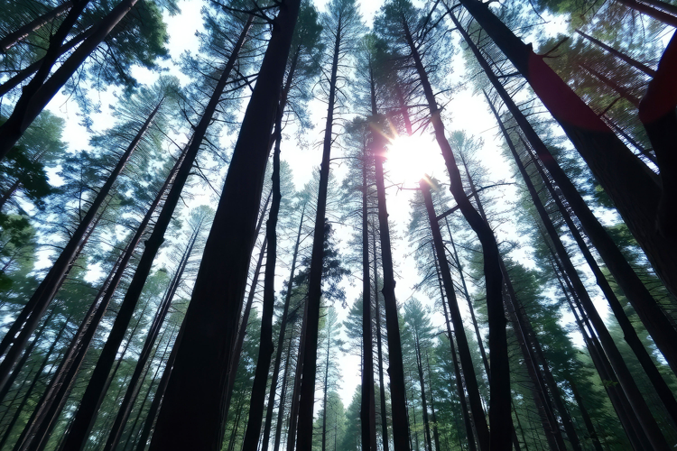 High Tree With Forest Background