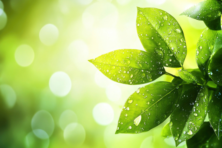 Plant Clipart Images Image 14