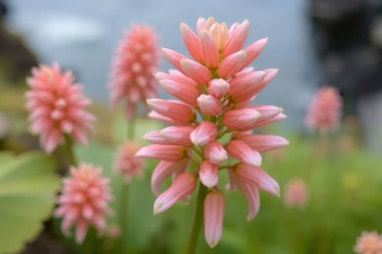 Flower Texture Image 14