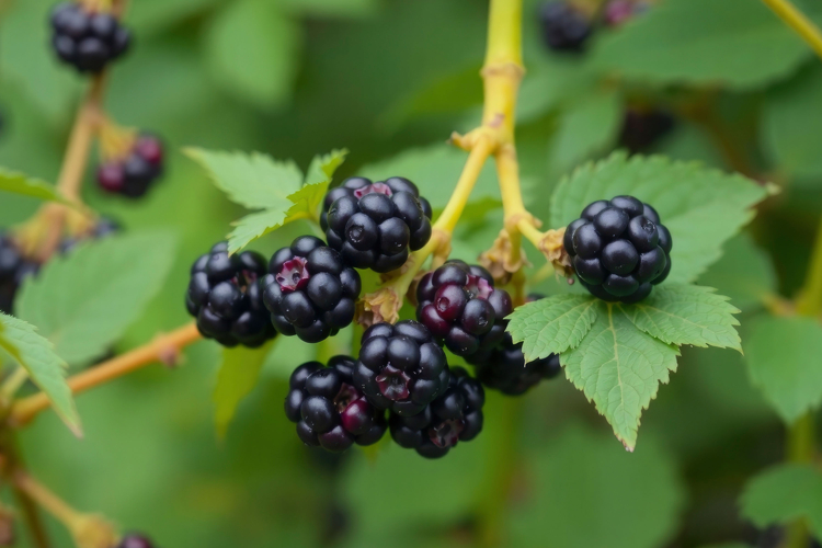 Blackberry Clipart Image 8