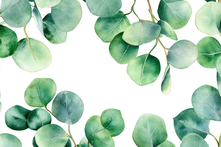 Eucalyptus Leaves Clipart Image 2