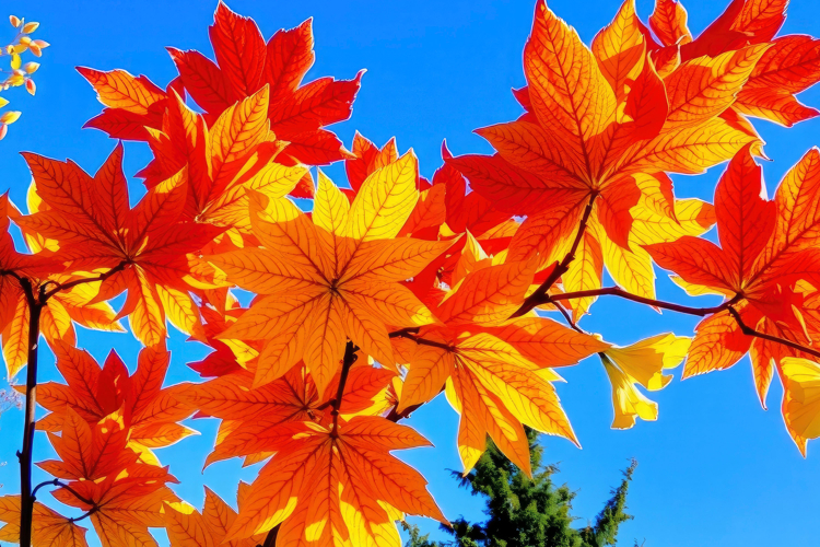 Leaves Background Image 22