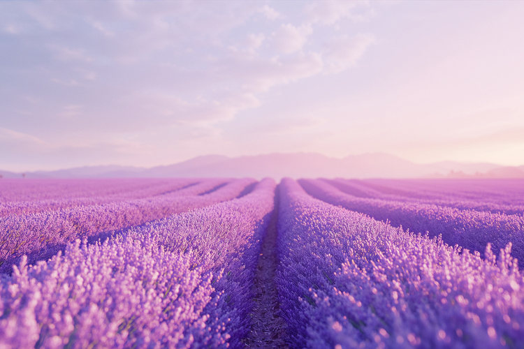 Lavender Field Background Wallpaper example image 1
