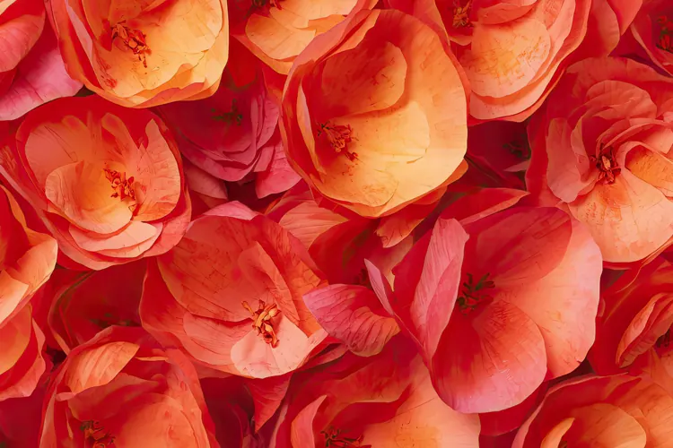 Vibrant Orange Flower Background